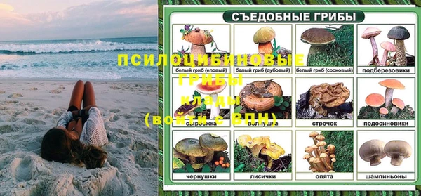прущие грибы Новозыбков