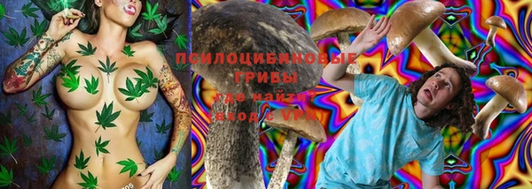 прущие грибы Новозыбков